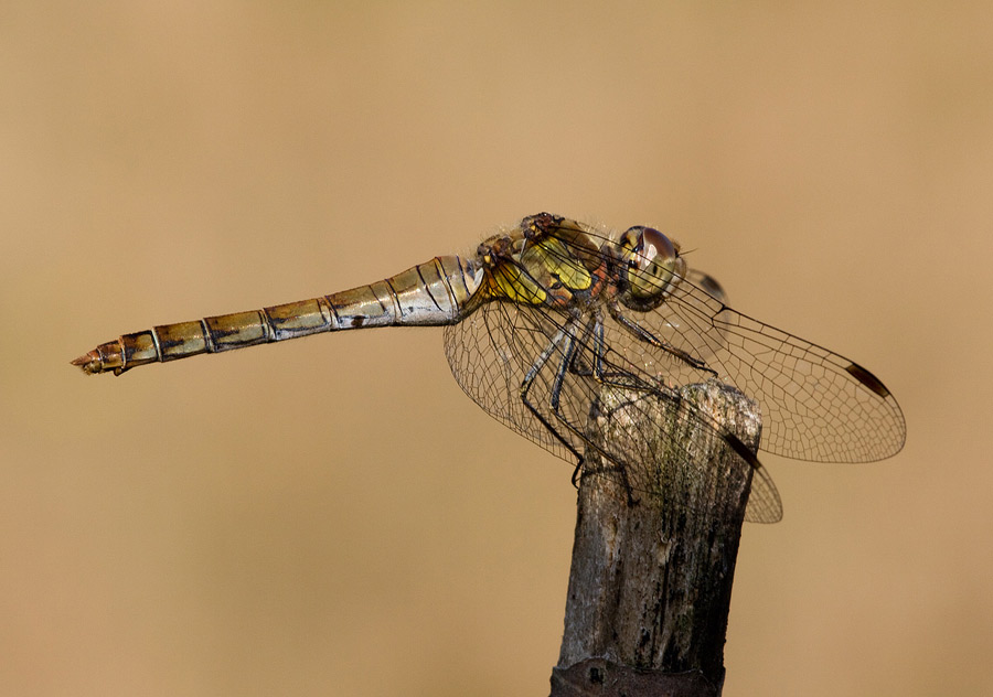 Identificazione - Sympetrum striolatum