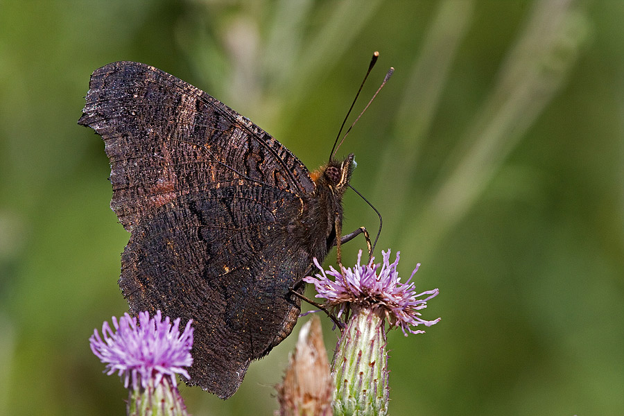 Identificazione:  Aglais io