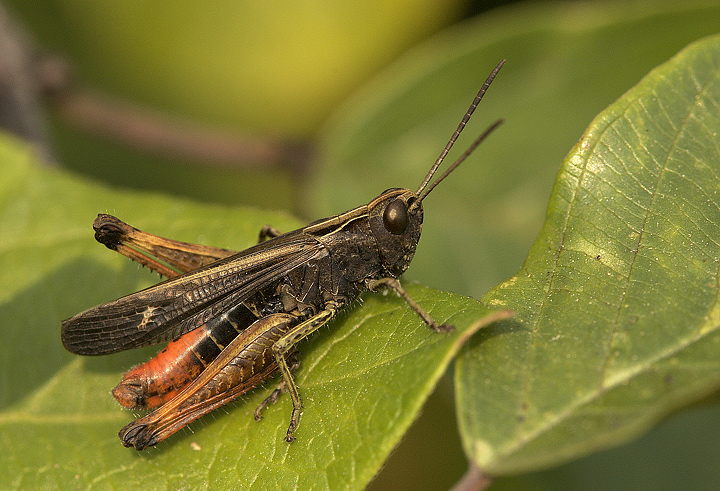 Omocestus rufipes