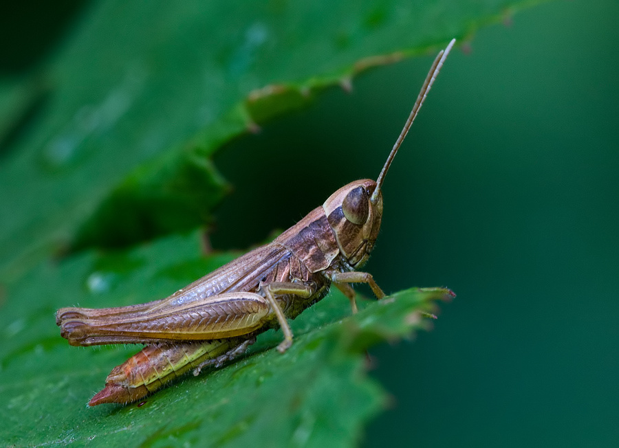 Identificazione