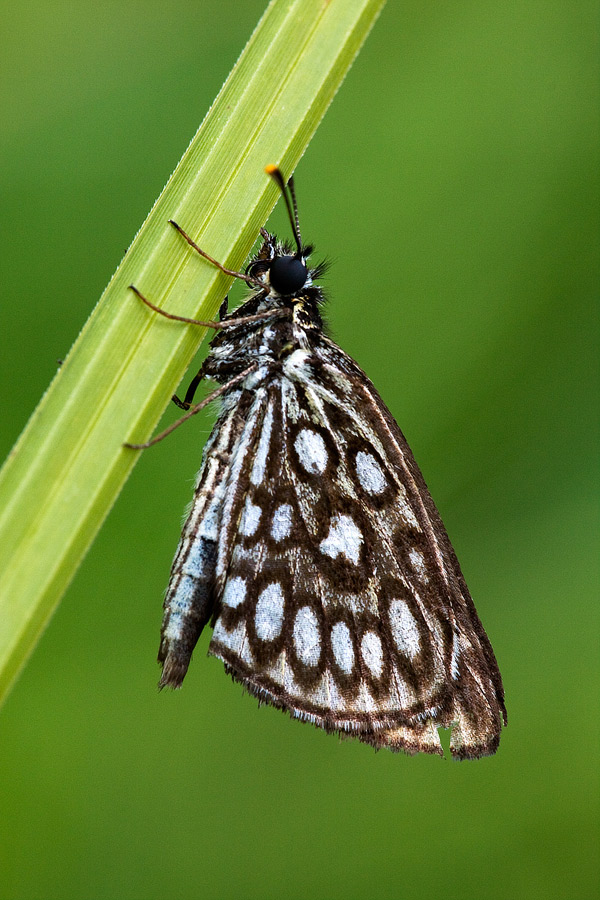 Identificazione - Heteropterus morpheus