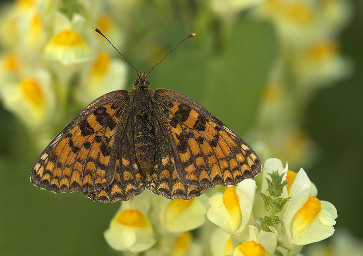 Melitaea phoebe