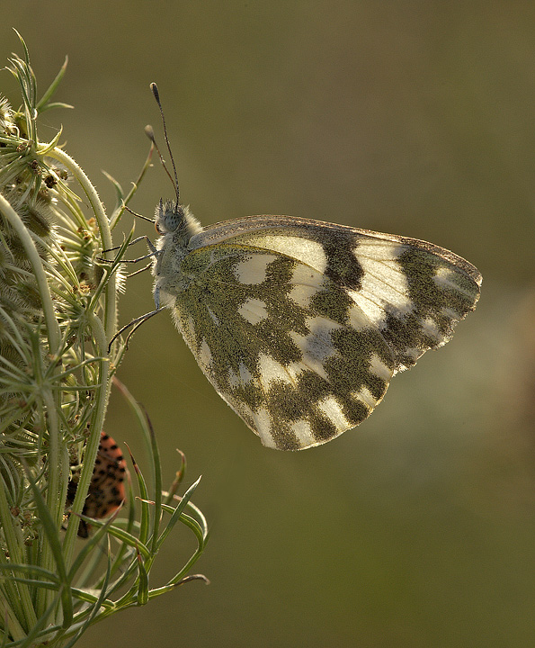 Pontia edusa?