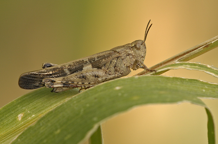 Aiolopus strepens (Acrididae)