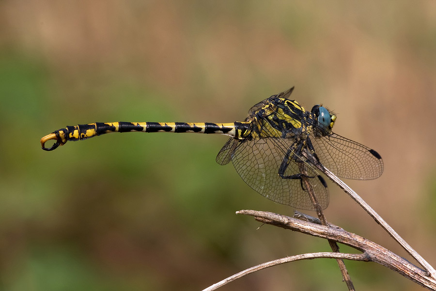 Identificazione. - Onychogomphus uncatus