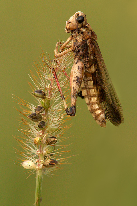 Aiolopus strepens colpito dal fungo Entomophaga grylli