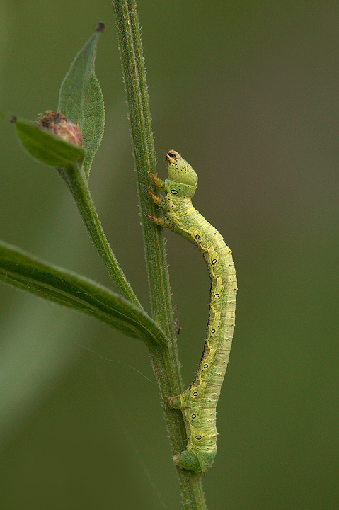 Bruco di geometridae