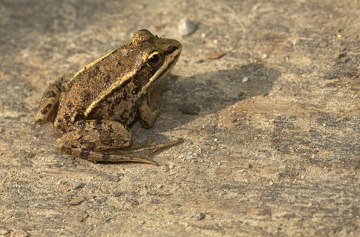Identificazione - Pelophylax sp. (prov. Milano)