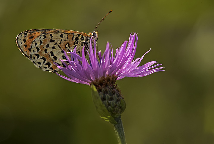 Melitaea didyma