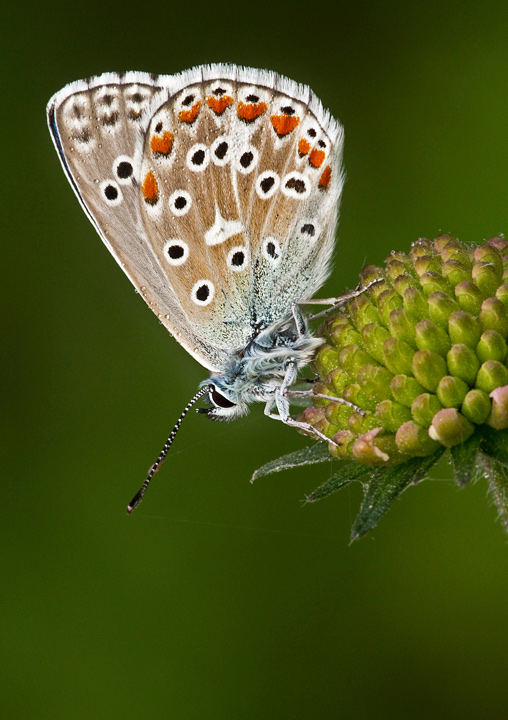 Identificazione - Polyommatus (Lysandra) cf. bellargus