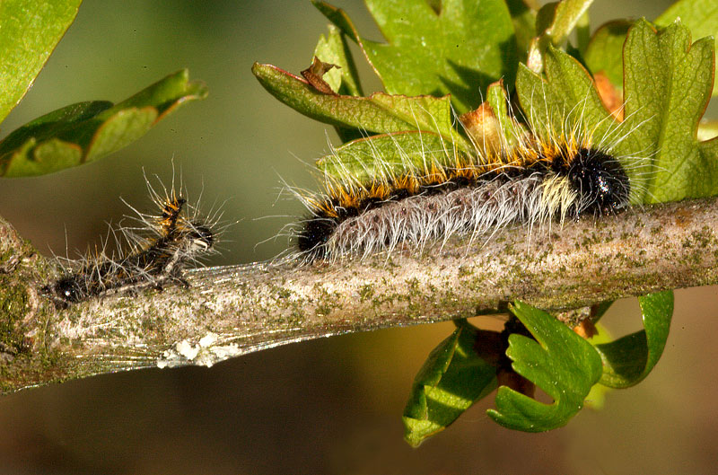 Identificazione bruco - Aporia crataegi