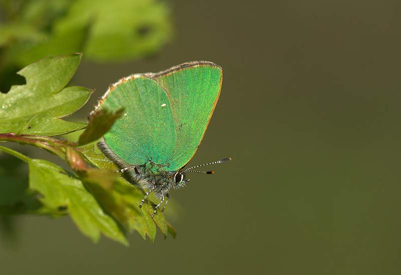 Identificazione - Callophrys rubi