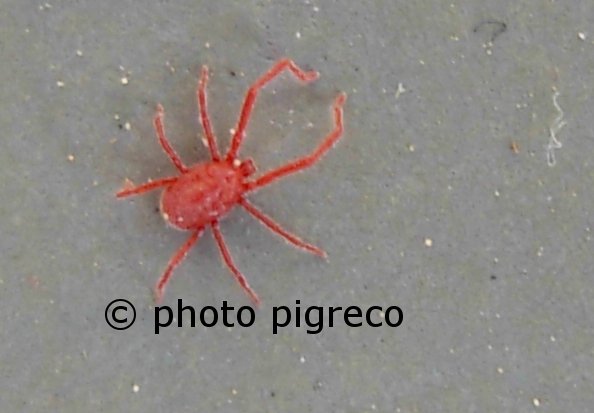 Acaro Erythraeidae