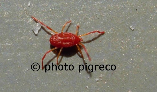 Acaro Erythraeidae
