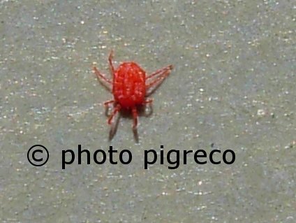 Acaro Erythraeidae