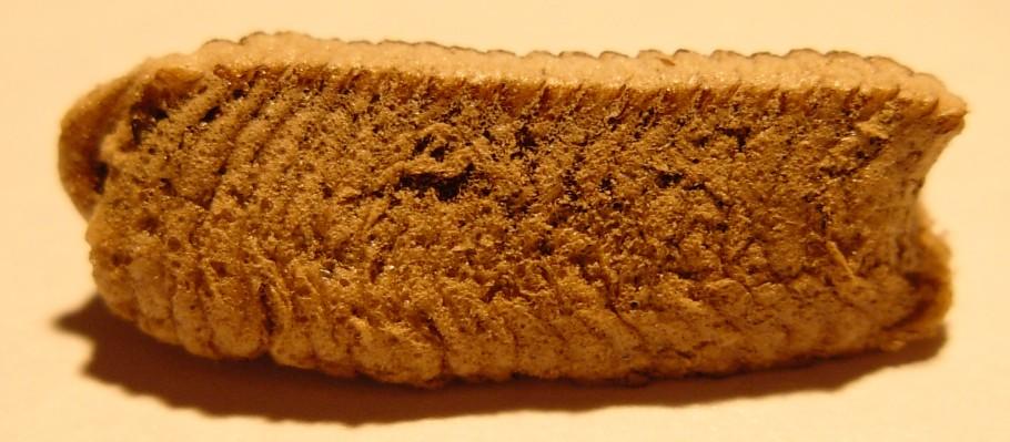 Ooteca di Iris oratoria