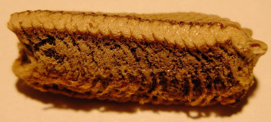 Ooteca di Iris oratoria