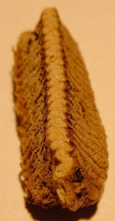 Ooteca di Iris oratoria