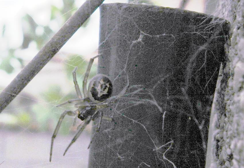 Steatoda nobilis