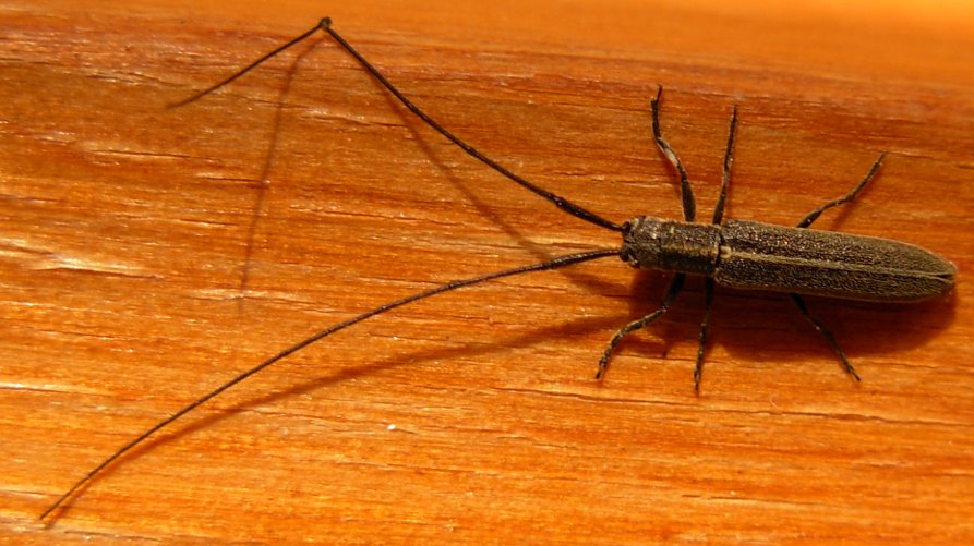 Identificazione heteroptero