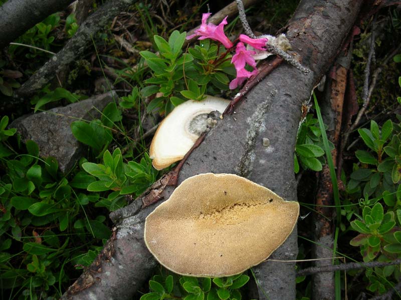 Brancolo nel buio1 (Trametes hirsuta)