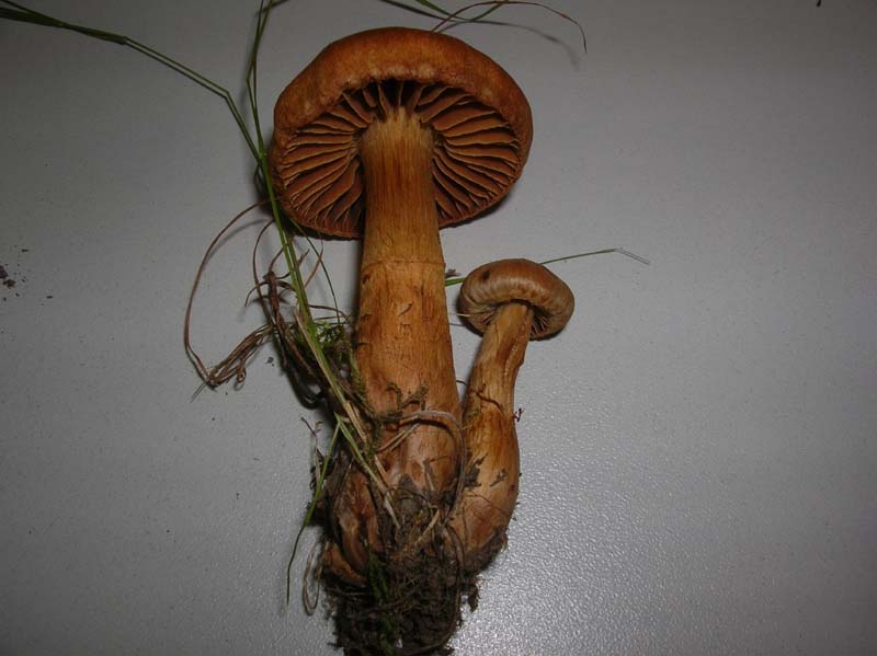 Cortinarius 02