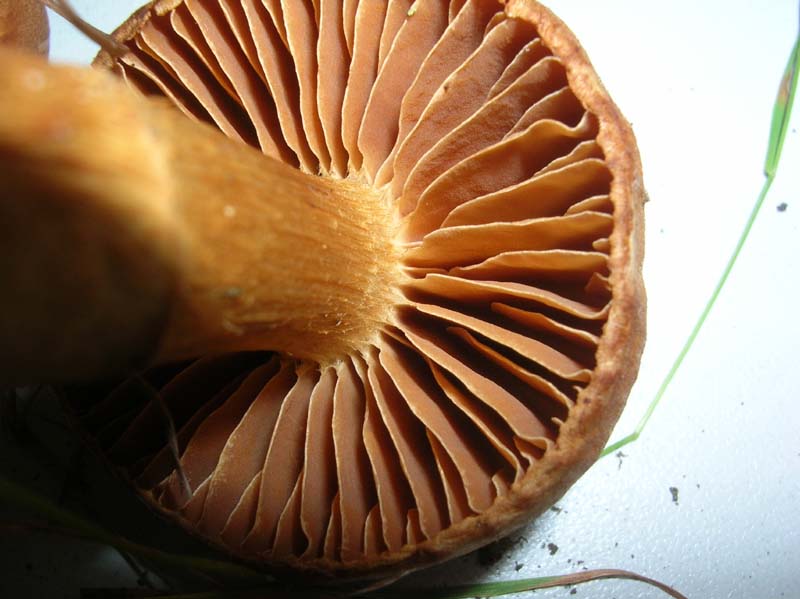Cortinarius 02