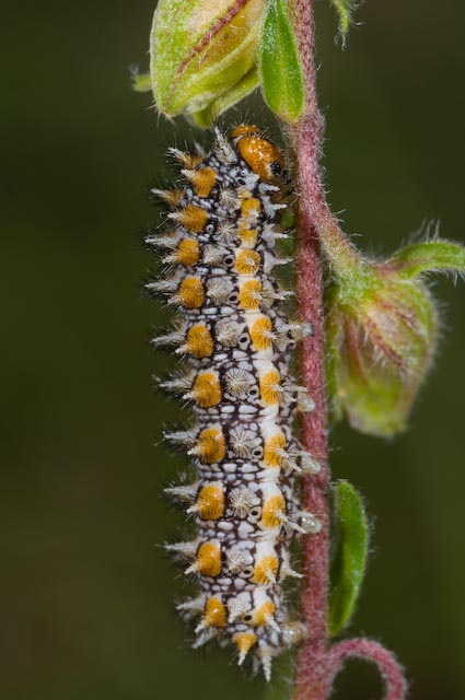 Bruco di Melitaea didyma