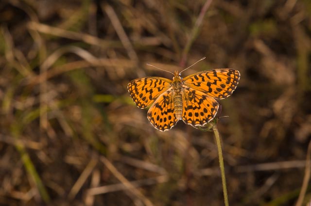 Boloria (Clossiana) dia