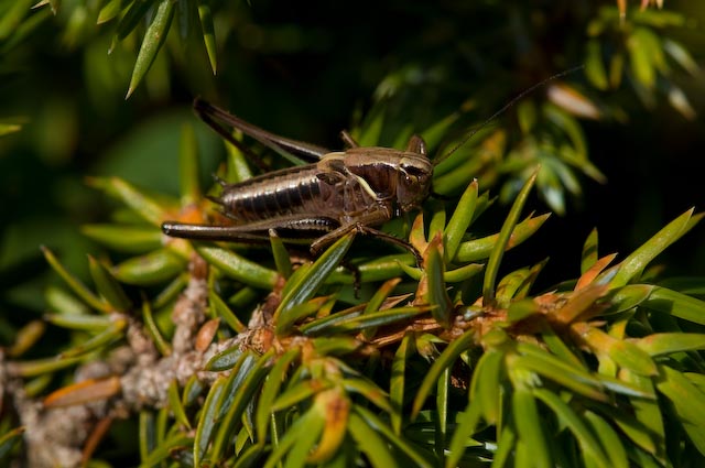 Metrioptera brachyptera (Tettigoniidae)