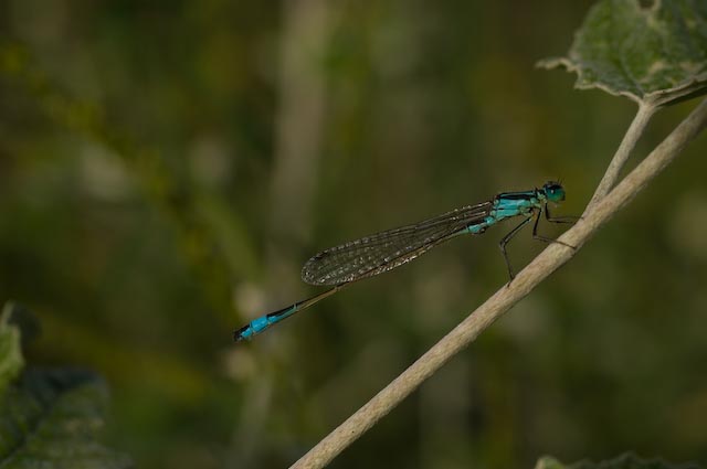 identificazione 1