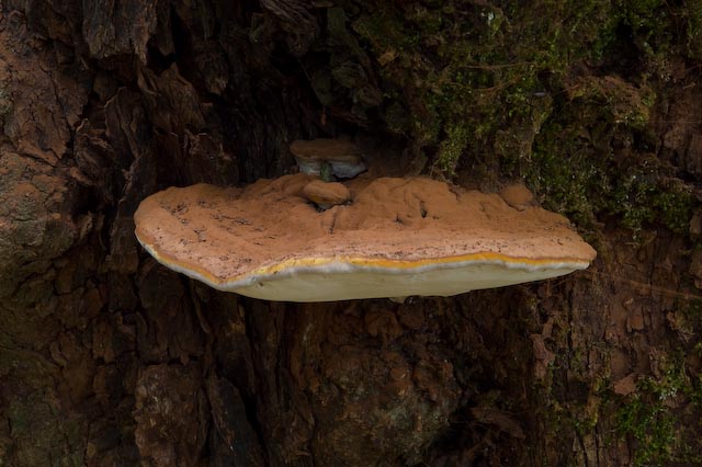 fungo 1 (Daedalea quercina)