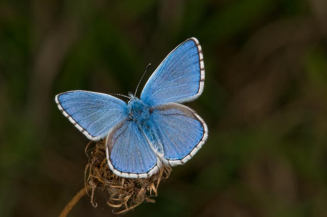 Polyommatus (Meleageria) bellargus