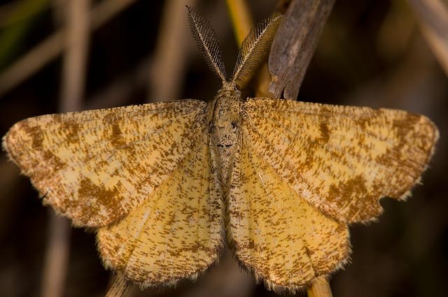 Ematurga atomaria