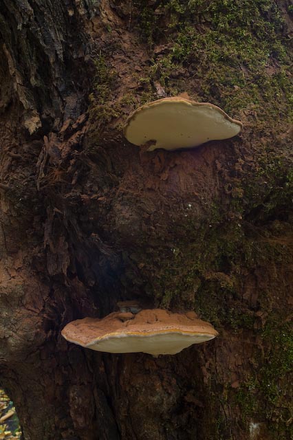 fungo 1 (Daedalea quercina)