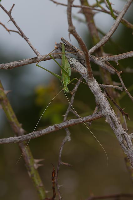 Tylopsis lilifolia - forma verde (Phaneropteridae)