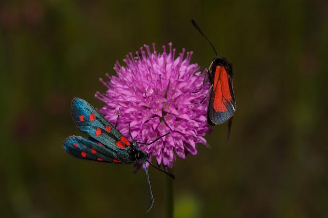 Zygaena filipendulae e Zygaena purpuralis