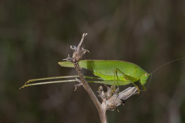 Phaneroptera nana (Phaneropteridae)