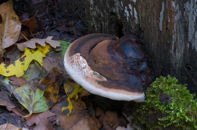 fungo 1 (Daedalea quercina)
