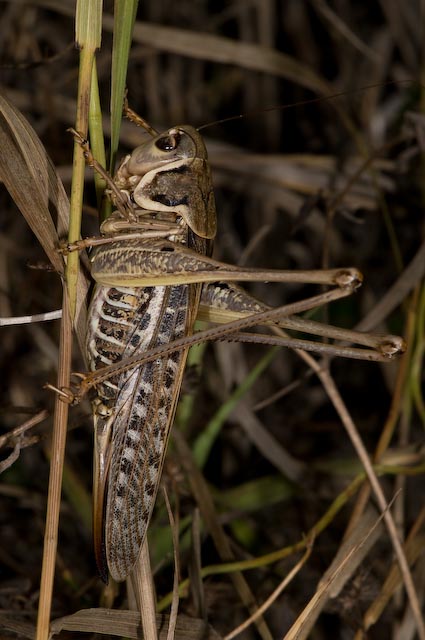 Decticus albifrons (Tettigoniidae)