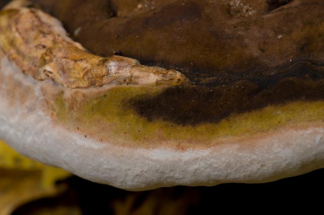 fungo 1 (Daedalea quercina)