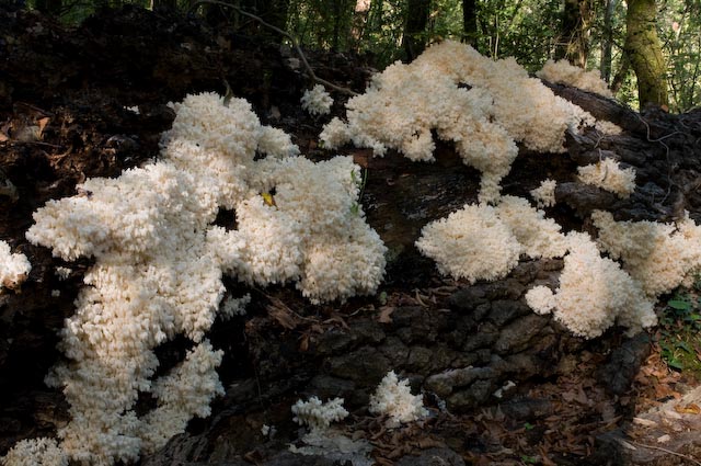 Hericium clathroides