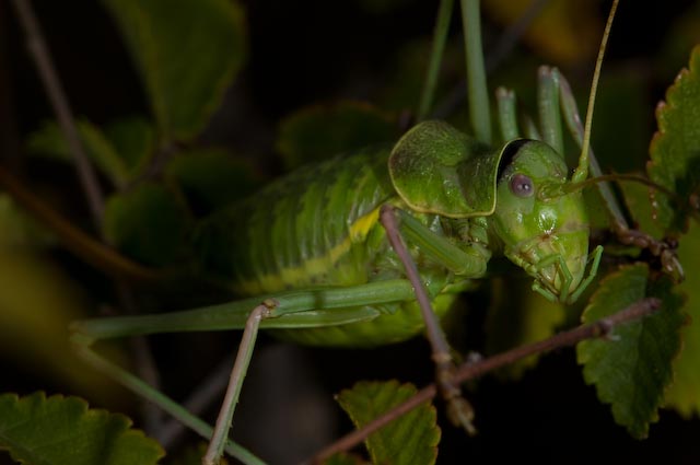 Ephippiger sp.
