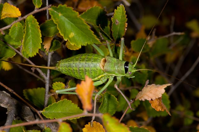 Ephippiger sp.