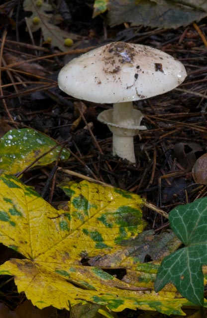 Limacella guttata