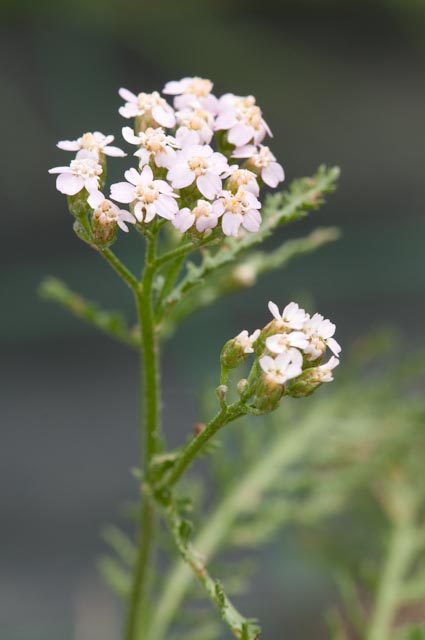 pianta 21 - Achillea roseoalba ?
