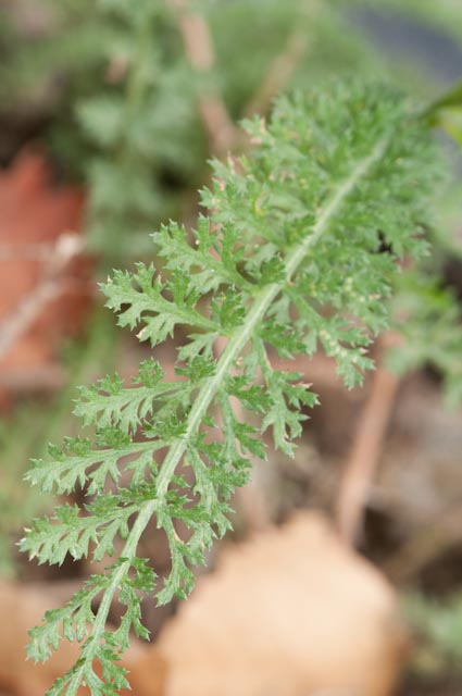 pianta 21 - Achillea roseoalba ?
