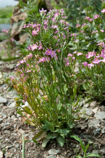 Centaurium erythraea / Centauro maggiore