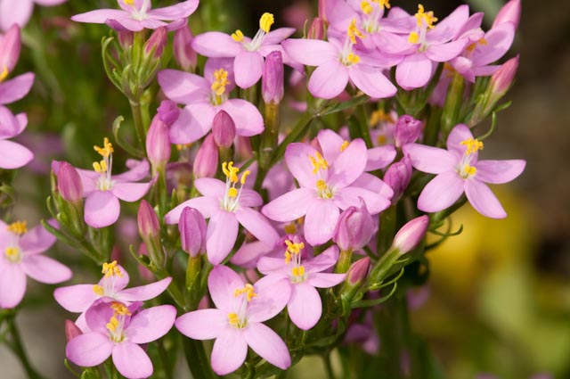 Centaurium erythraea / Centauro maggiore