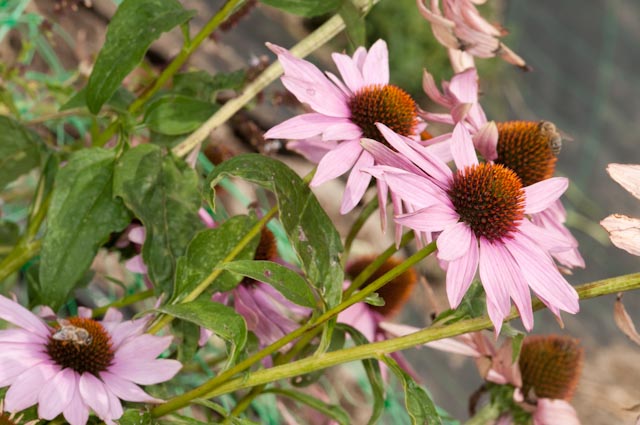 Echinacea purpurea